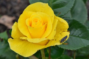 Rosa ‘Sunsprite’ of ‘Friesia’ met een larve van het Lieveheersbeestje